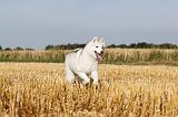 SIBERIAN HUSKY 033